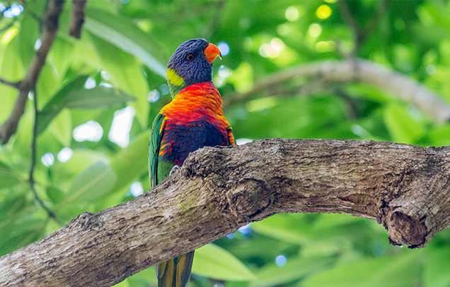 Birds in backyards Lorikeet